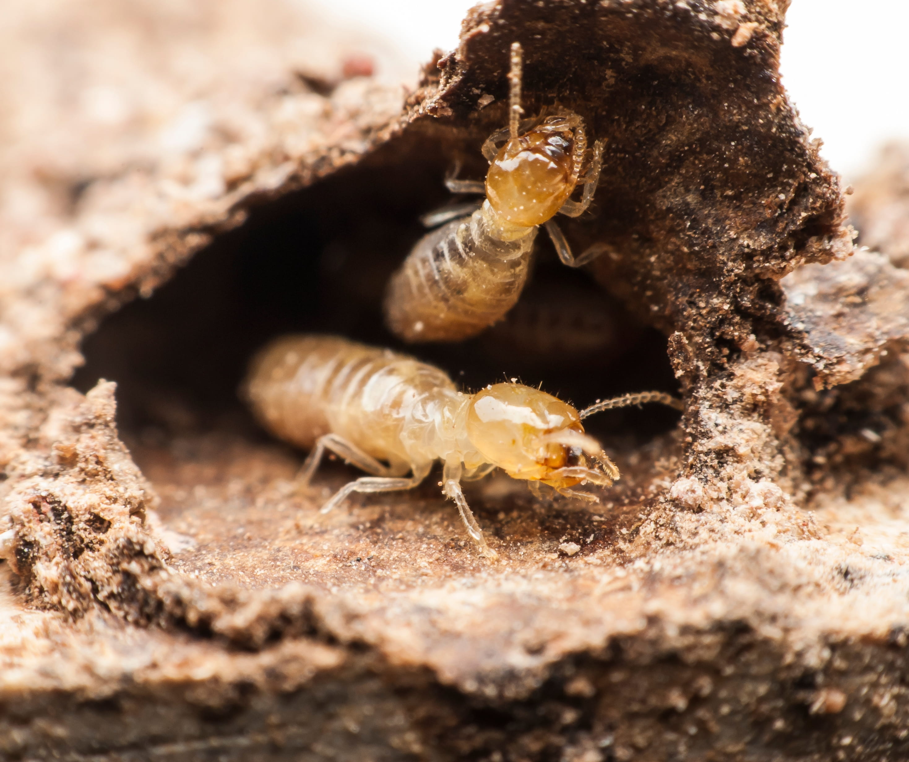 Professional technician performing termite control treatment