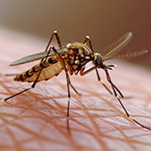 Pest control spray treatment outdoors