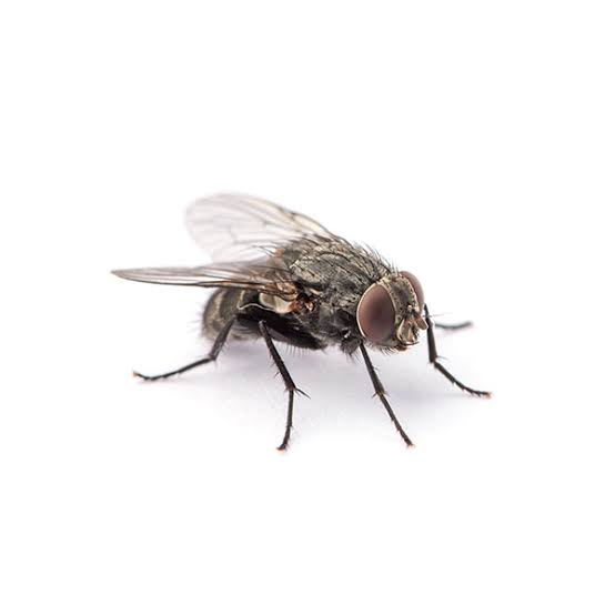 flies & Lizard Control