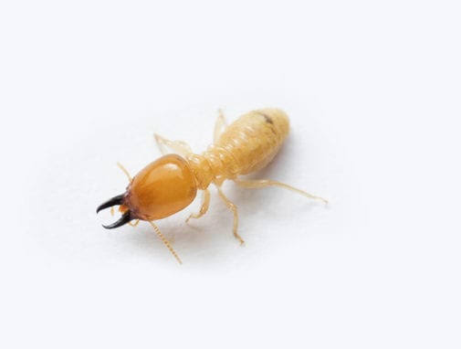 Professional technician performing termite control treatment